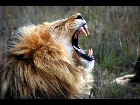 lions roar - sound effect - video Dailymotion