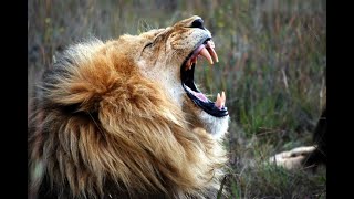 Lion Roar -  Sound Effect