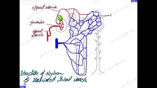 Homeostasis part 2