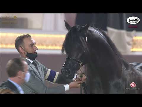 N 233 SARI ALO WANAH   Katara International Arabian Horse Festival   Stallions 7 10 Years Old Class