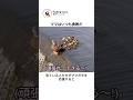 滝の下に落ちた子ガモ…ママガモが見せた驚きの勇気