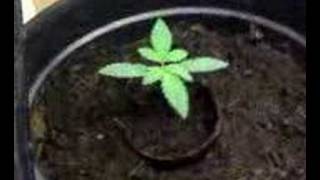 my new grow room 3