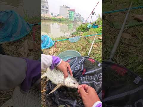 Tập 23 | Ký sự cần thủ Trọng Minh Fishing #cauca #fishing #trongminhfishing
