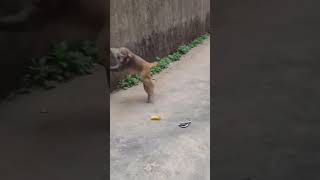 Famous Monkey Business: Fun and Fascinating Moments with Curious Primates. Profile