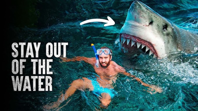 3 Ways to Survive a Shark Attack - wikiHow
