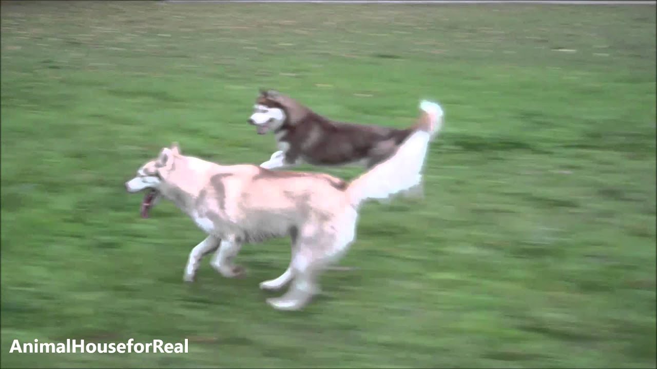 siberian husky running