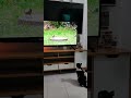 Momo My Nieces Cat Watching Tv He Passed Away Last June 2025 Momo My Nieces Cat Watching Tv He Passed Away Last June 2025