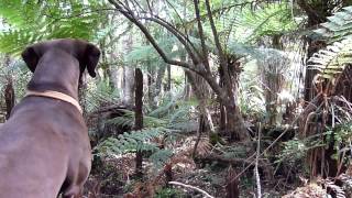 Birdsong in NZ bush never 1080&#39;d