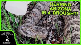 GIVING WILD RATTLESNAKES A DRINK! (Herping Arizona in a drought!)