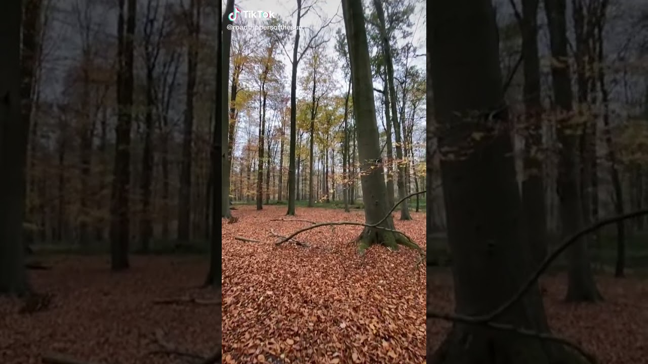 Belgium Forest  🇧🇪