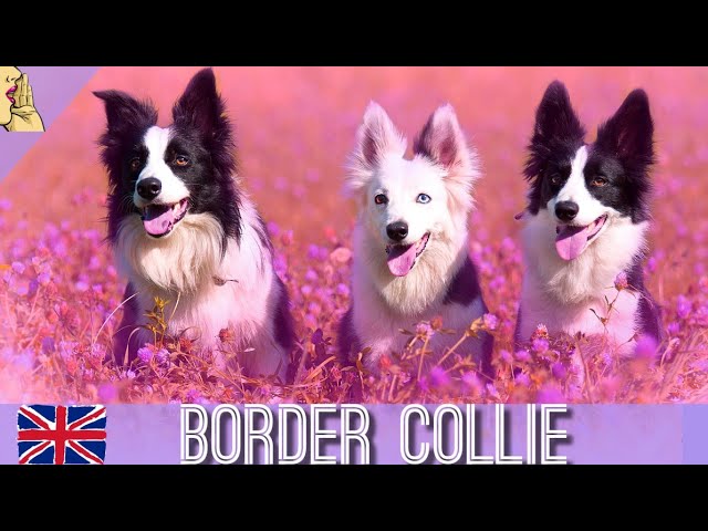 Evde Ve Bahcede Bakilabilecek Zeki Kopek Cinsi Border Collie Kopek Evdebakilacakkopekler Dog Youtube