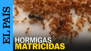 MATERIA | HORMIGAS PARASITARIAS manipulan colonias para que maten a la REINA HUÉSPED | EL PAÍS