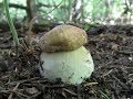 Вот так грибы! Увидел и обалдел! Белые грибы Подмосковья 2019 года.