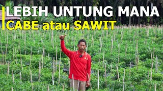 Previously Oil Palm, Now We Harvest Hundreds of Millions of Chili Peppers 🔥🔥