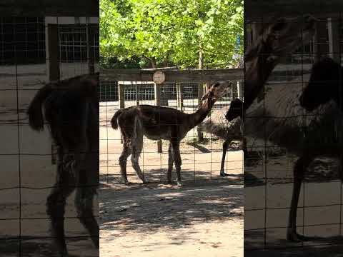 Llama Llama #llamallamaredpajama #glorilla