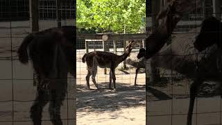 Llama Llama #llamallamaredpajama #glorilla