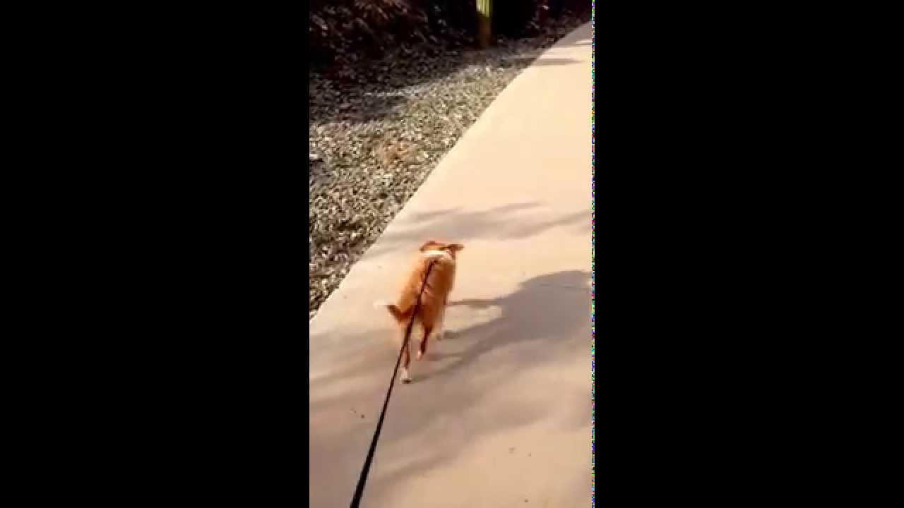 Walking on Sunshine with World's Most Precious Pooch