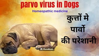 parvo virus iन dog । homeopathic medicine।  precautions ।vaccination । by Durabull kennel 129 views 3 months ago 5 minutes, 22 seconds