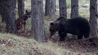 Orso bruno marsicano vs Lupo appenninico