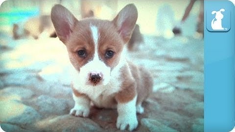 Corgi Memories Part One