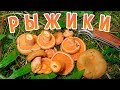 ГРИБНАЯ ОХОТА - Лучше рыжиков могут быть только рыжики!