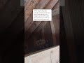 Home inspection #homeinspection #homeinspector #animalcontrol #diy #owl #realestate #renovation