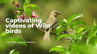 Captivating Videos of Wild birds #nature #wildanimals #birds