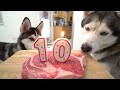 Gohan Celebrates His 10th Birthday With His Puppy Son!