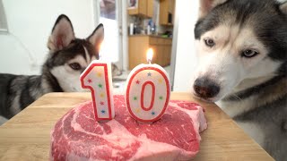 Gohan Celebrates His 10th Birthday With His Puppy Son! by Gohan The Husky 63,050 views 1 year ago 5 minutes, 31 seconds