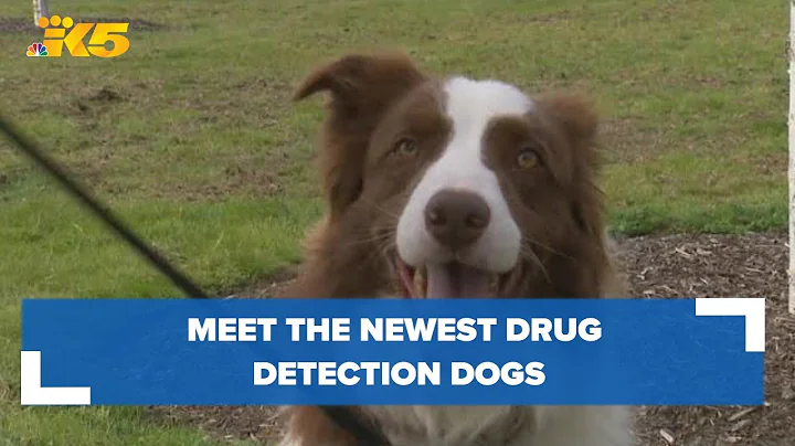 5 new drug dogs being deployed in Washington state include 3 certified to detect fentanyl