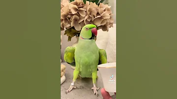 طير الدرة يتكلم يقول حبيبي يقول كلام 