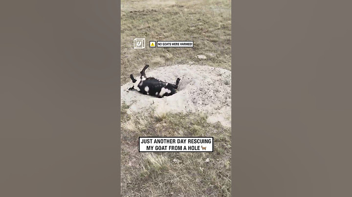 Farmer rescues goat with head stuck in ground 😂🐐              🎥: Tucker McMicken via ViralHog
