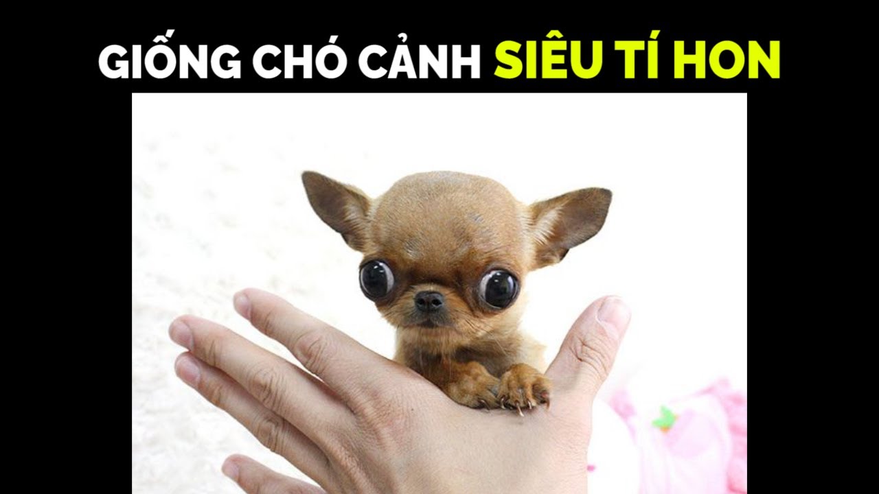 Chó Chihuahua Teacup u2013 Chú Chó Cảnh Tí Hon Nhỏ Nhất Thế Giới