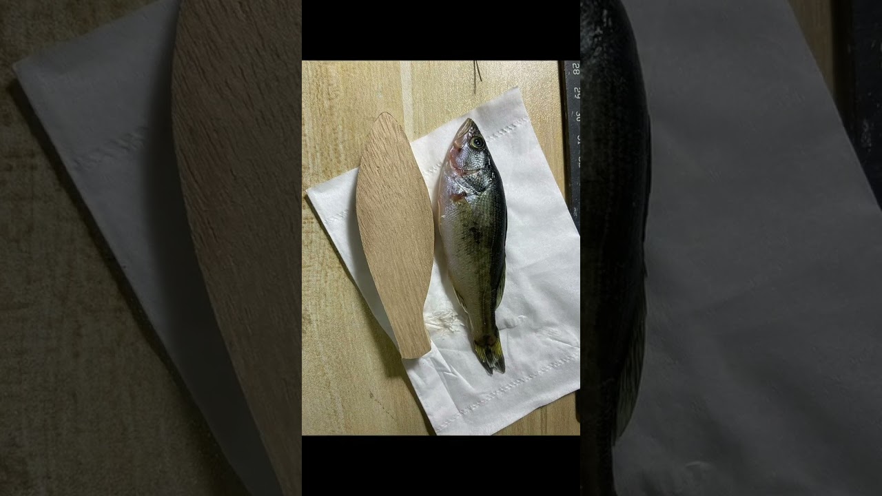 real fish in the minnow lure 