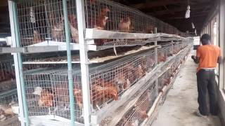 Poultry Battery Cages. Made in Nigeria by Olu-Samdel Ventures Ltd.