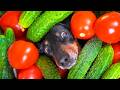 It’s canning time! Cute & funny dachshund dog video!