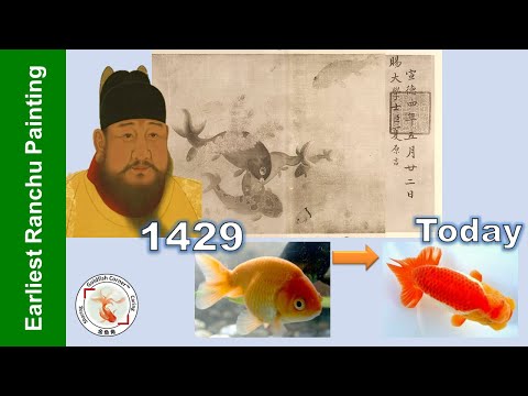 Earliest Goldfish Painting of Ranchu in 1429 |《鱼藻图》明宣宗 朱瞻基?