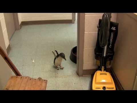 Video Cookie the Little Penguin at the Cincinnati Zoo