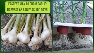 The FASTEST Way To Grow GARLIC Grow Hydroponic Garlic (Kratky Method)