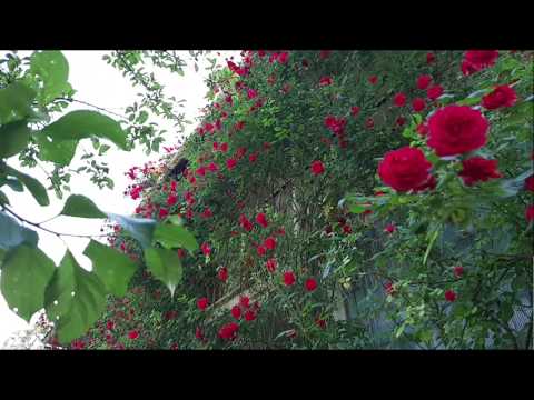 11 ივნისი, 2020