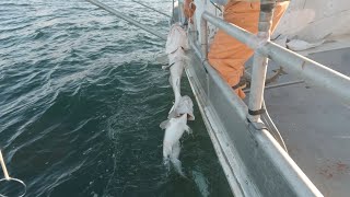 Loading Up!  Catching Pacific Cod in Kodiak Alaska!