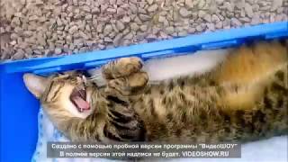 Кот хапанул (the cat hapnul)