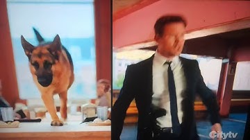 Hudson & Rex Intro Theme Opening