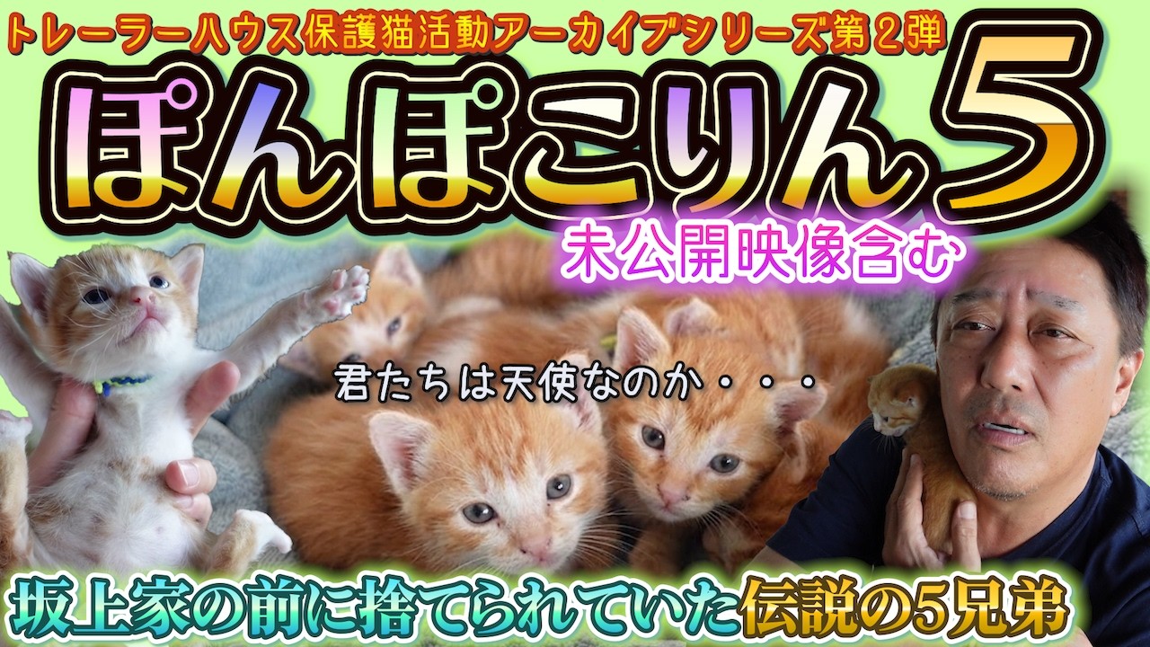 【奇跡の出会い】「このままじゃ死んじゃう…」坂上パパが直接救った5兄弟の天使たち【ぽんぽこりん5総集編前編・未公開あり】