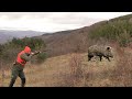 Hunting Serbia - Wild boar hunting | Lov divlje svinje planina Kukavica Vranje | Caccia ai cinghiali