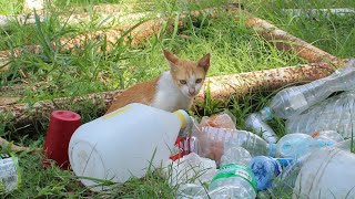 Cat eating from garbage by French Stevey 1,460 views 4 years ago 3 minutes, 14 seconds