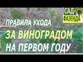 Виноград. Уход за виноградом на первом году