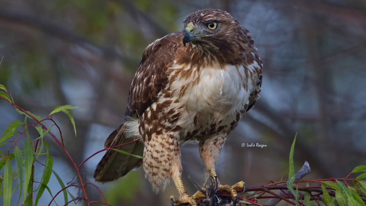 Wild birds. Hal Galper Wild Bird. Birds photo Wild.