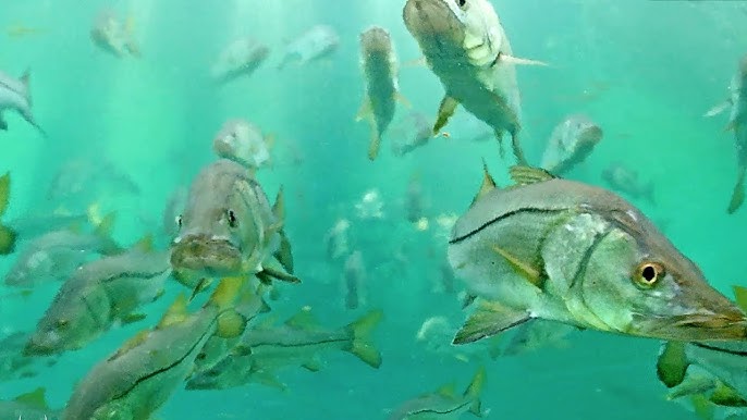 Giant School of Snook Underwater. 