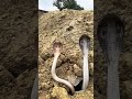"Two Cobras’ Terrifying Presence and Aggressive Behavior in the Wild"